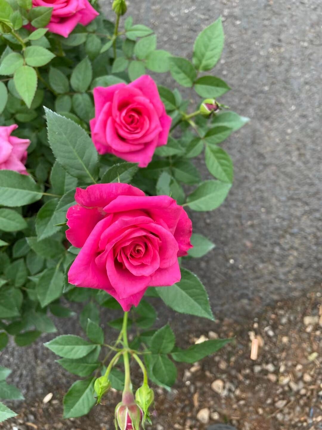 香奈儿月季优点 植株高度100厘米左右,花朵直径7厘米左右,草莓粉色或