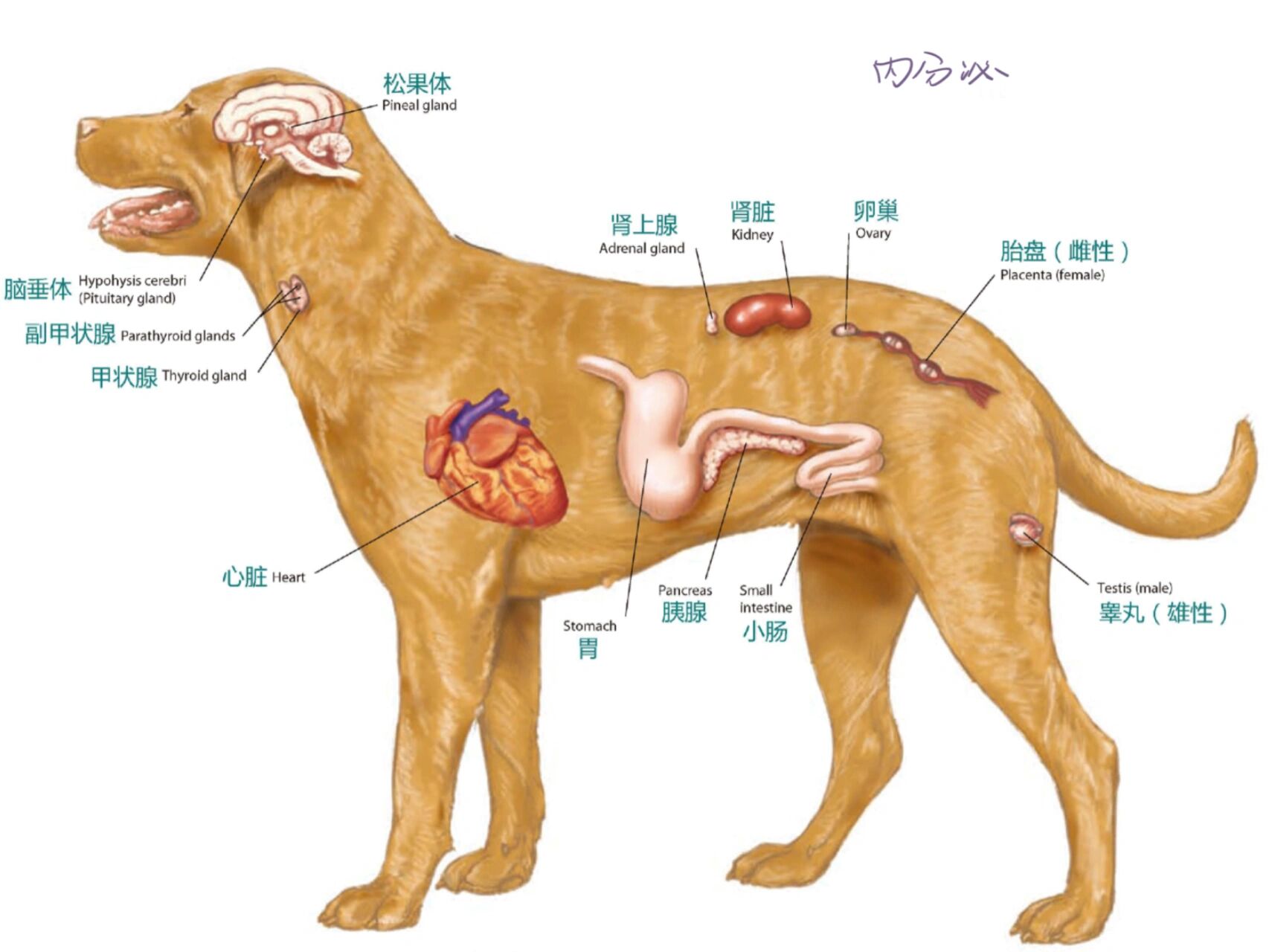 犬科动物生理结构图片