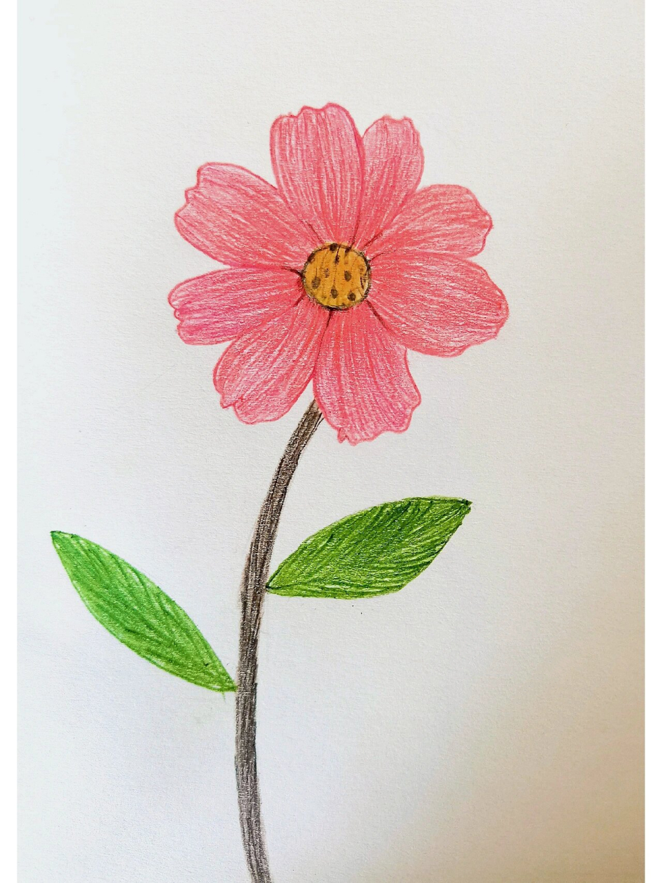 小红花彩铅简笔画