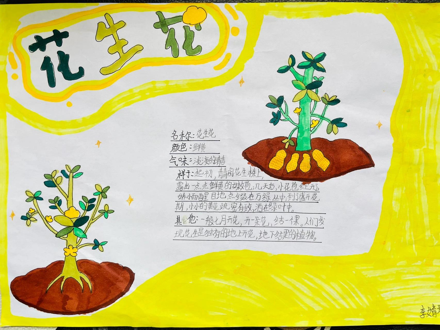 三年级孩子的手抄报《植物生长过程》97 献给3.