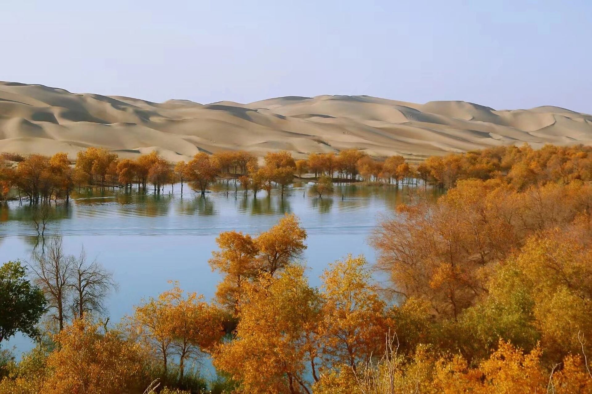 绝美葫芦岛 尉犁葫芦岛的胡杨林太美了.