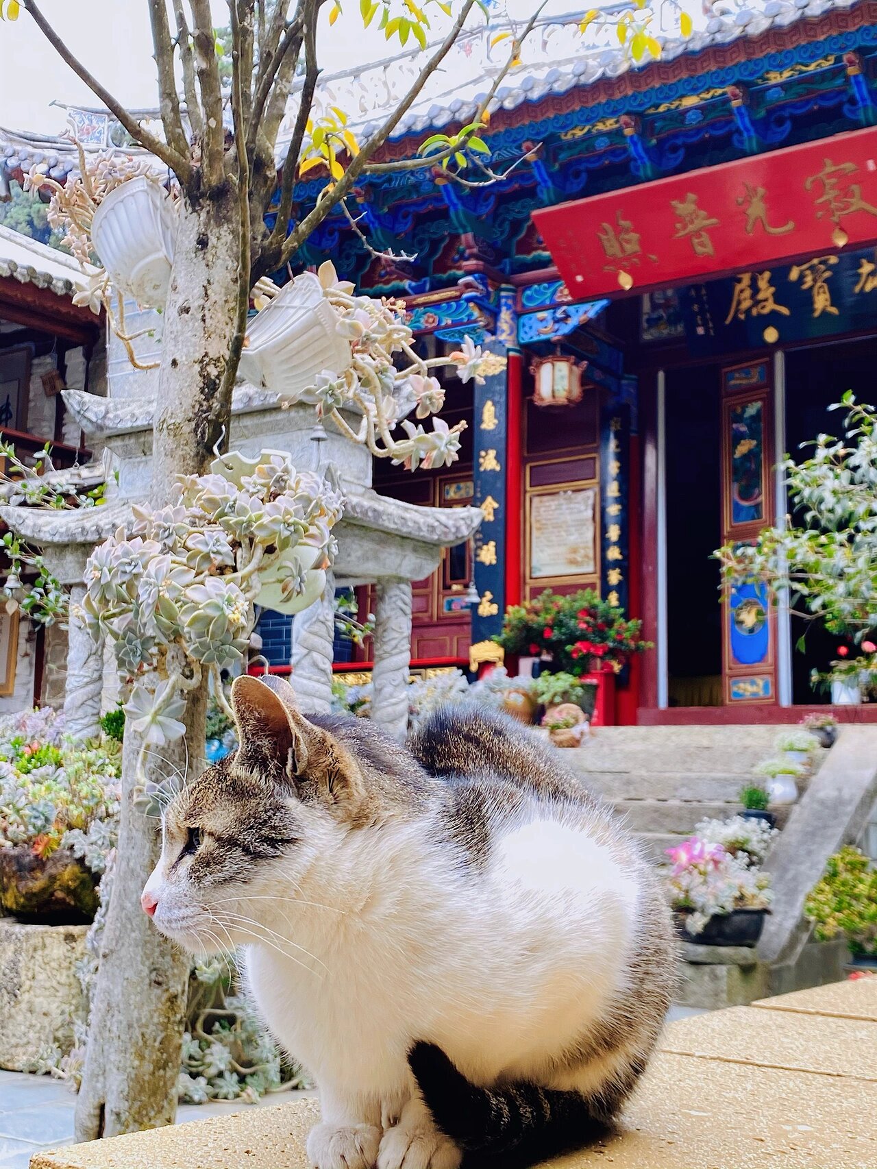 大理·寂照庵|不烧香只种花 在云南大理苍山圣应峰南麓,隐藏着一座颇