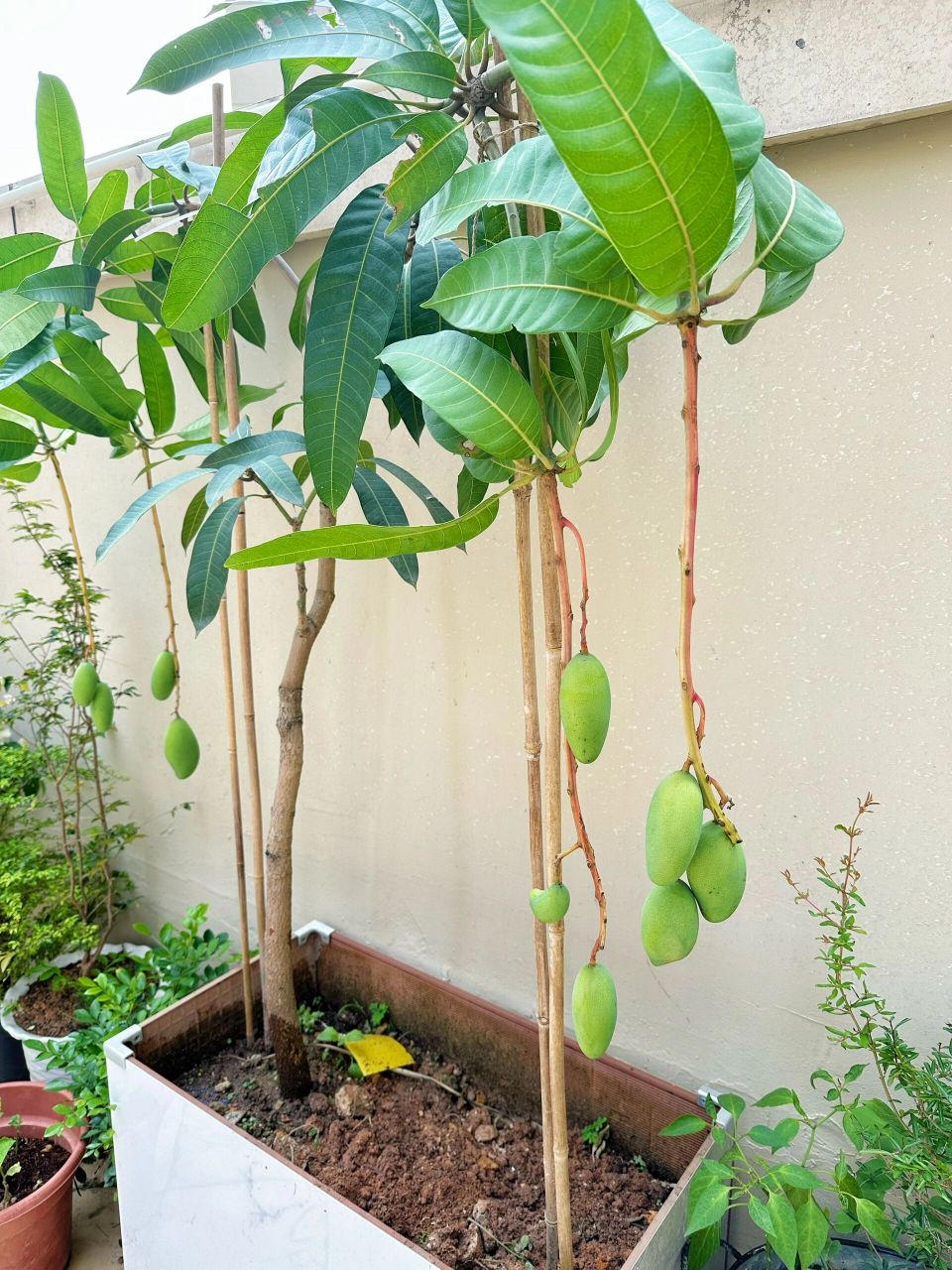 盆栽种植芒果教程 种植芒果,阳台也是可以实现的~ 捡了几块废砖,分别