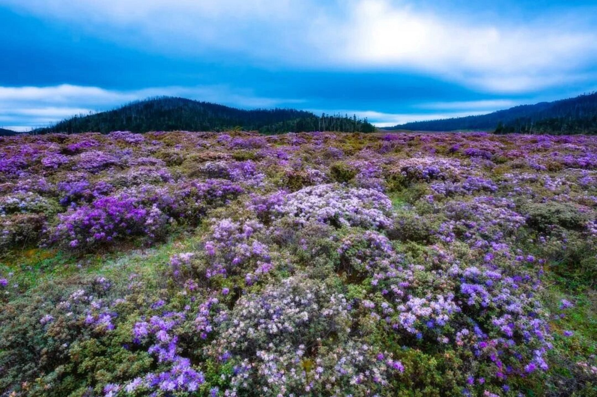 中国自然地理(29)——白马雪山高山杜鹃林 位置:白马雪山自然保护区