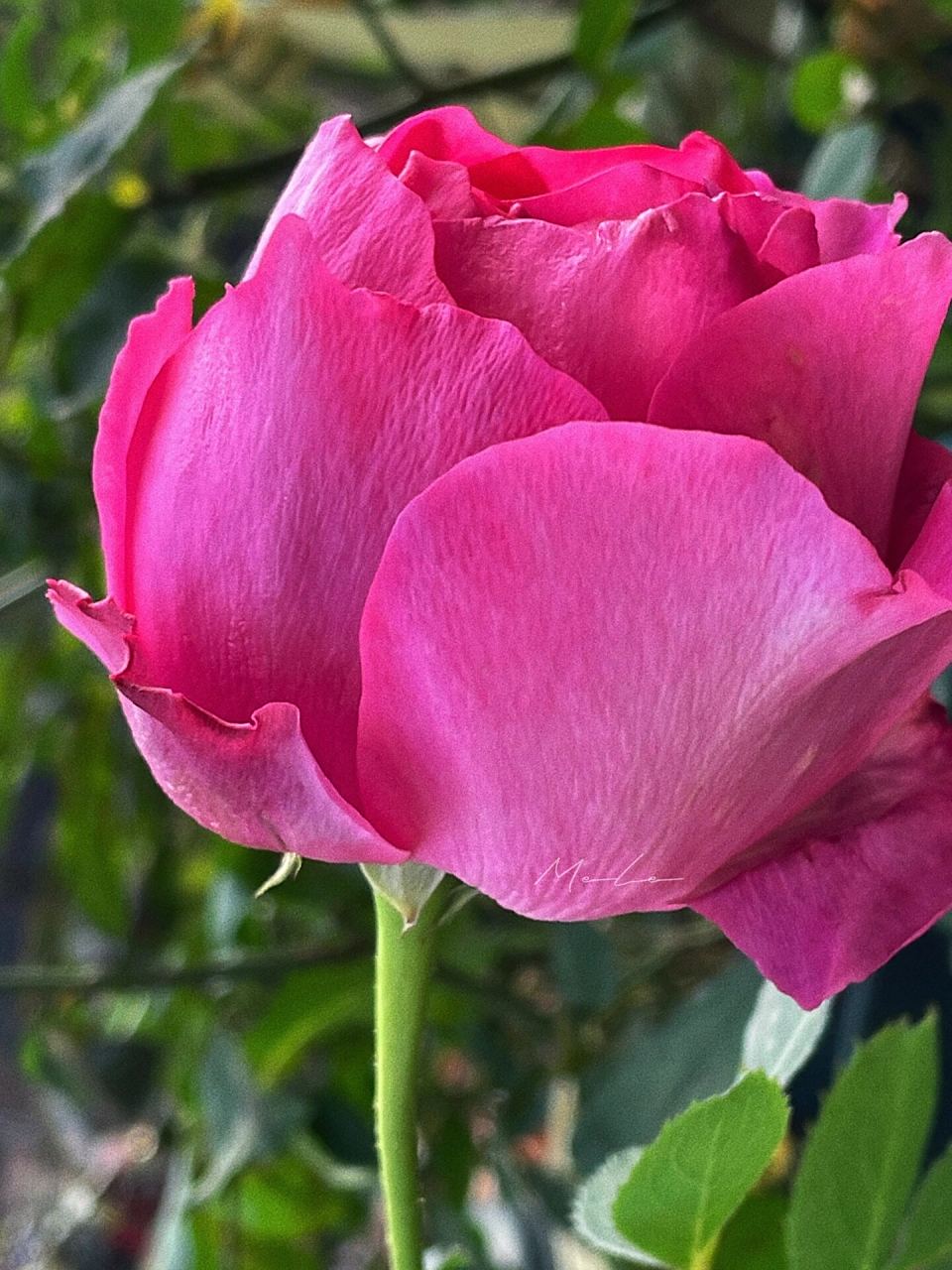 怀旧优雅 月季 怀旧优雅 坐标:苏州 小小院 盆栽