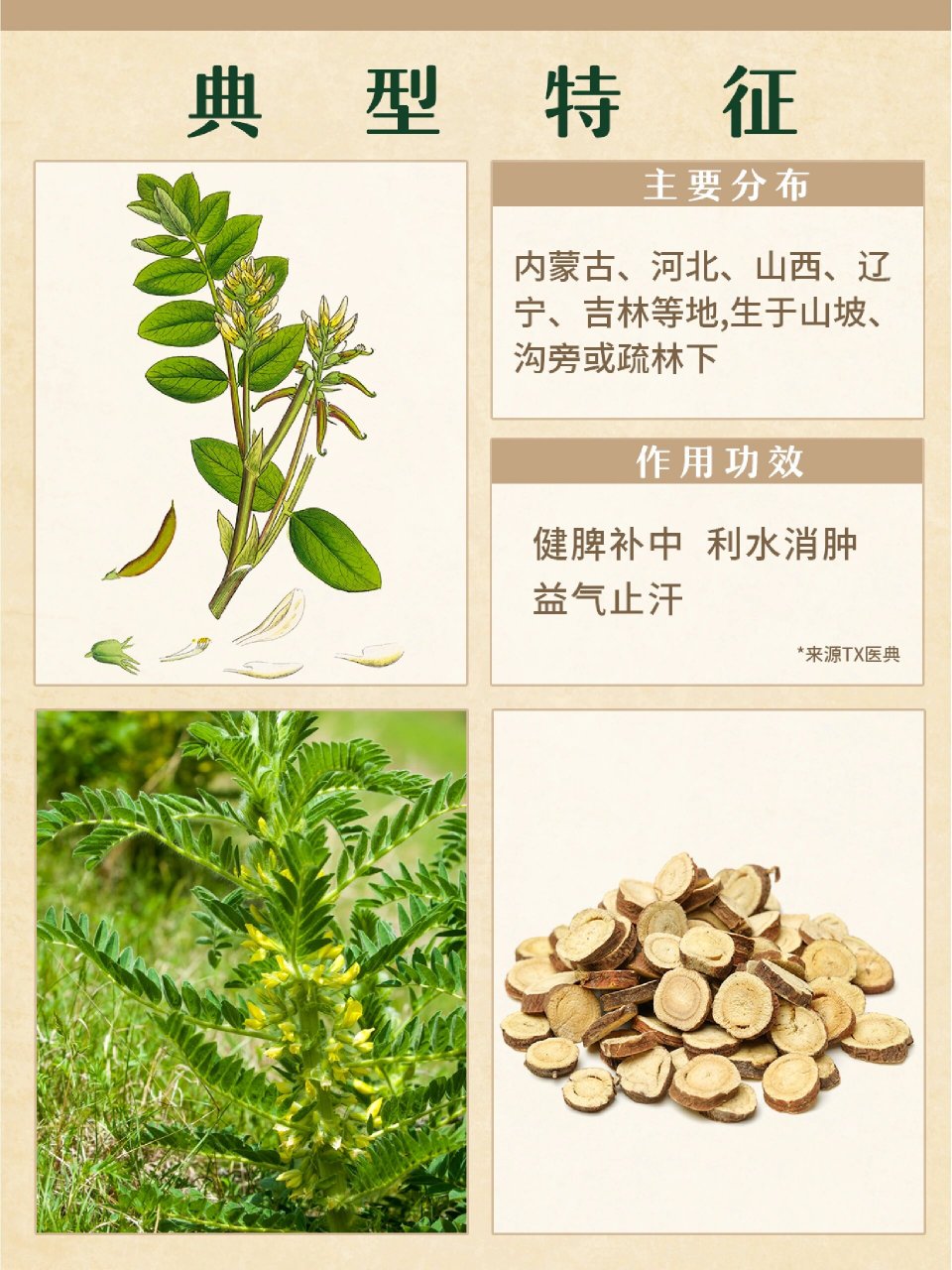 每天认识一味中草药73黄芪 名字由来:黄芪,素有"十药八芪"之称.