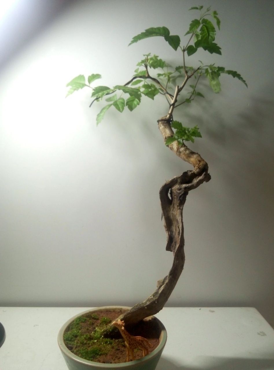 盆景:黄荆 品种:黄荆 盆景类型:马鞭草科,杜荆属灌木.