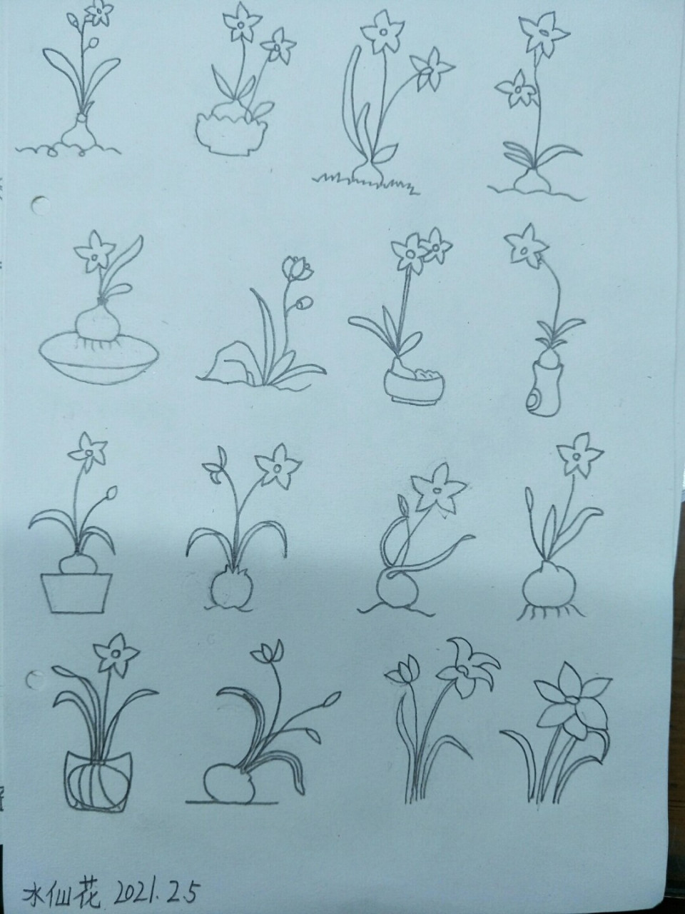 简笔画水仙花,坚持打卡 #绘画