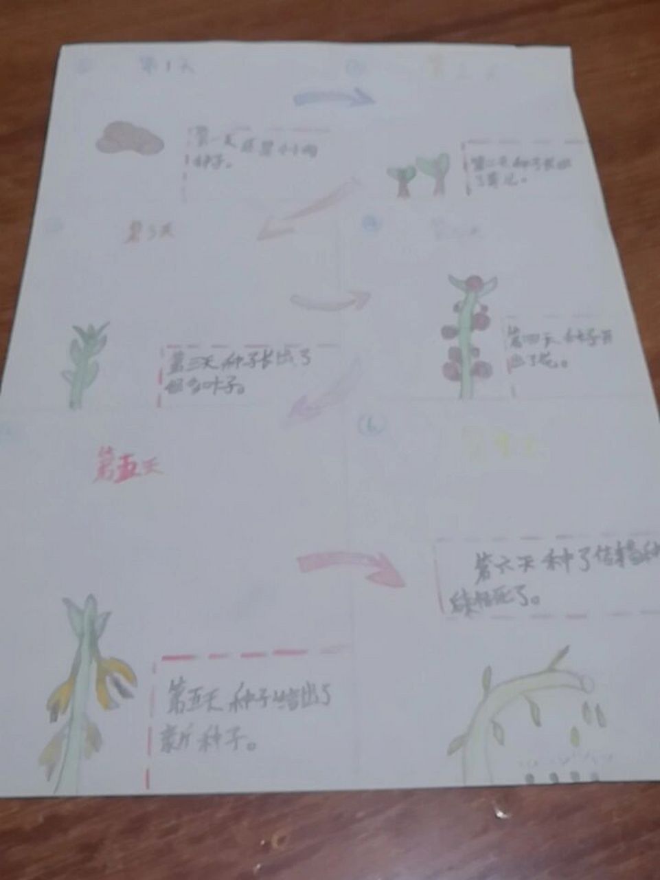 凤仙花的观察日记94 第一天:我收到了一颗小小的凤仙花种子,我决定