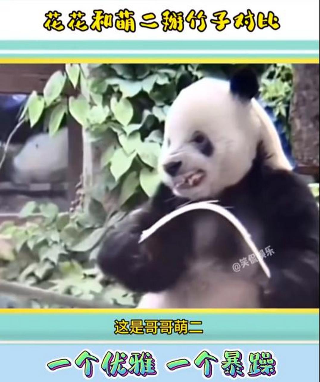 与萌二掰竹子对比】近日,北京动物园的大熊猫萌二掰竹子掰出表情包,主