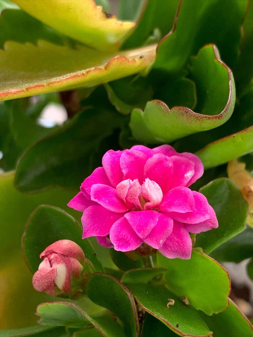 魅影长寿花(49),紫色系长寿花