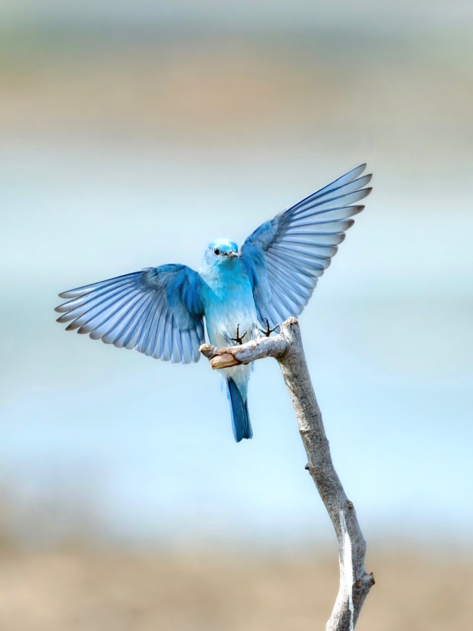 渐变蓝的山蓝鸲 最近在east palo alto来了一只小山鸲,基本每天都可以
