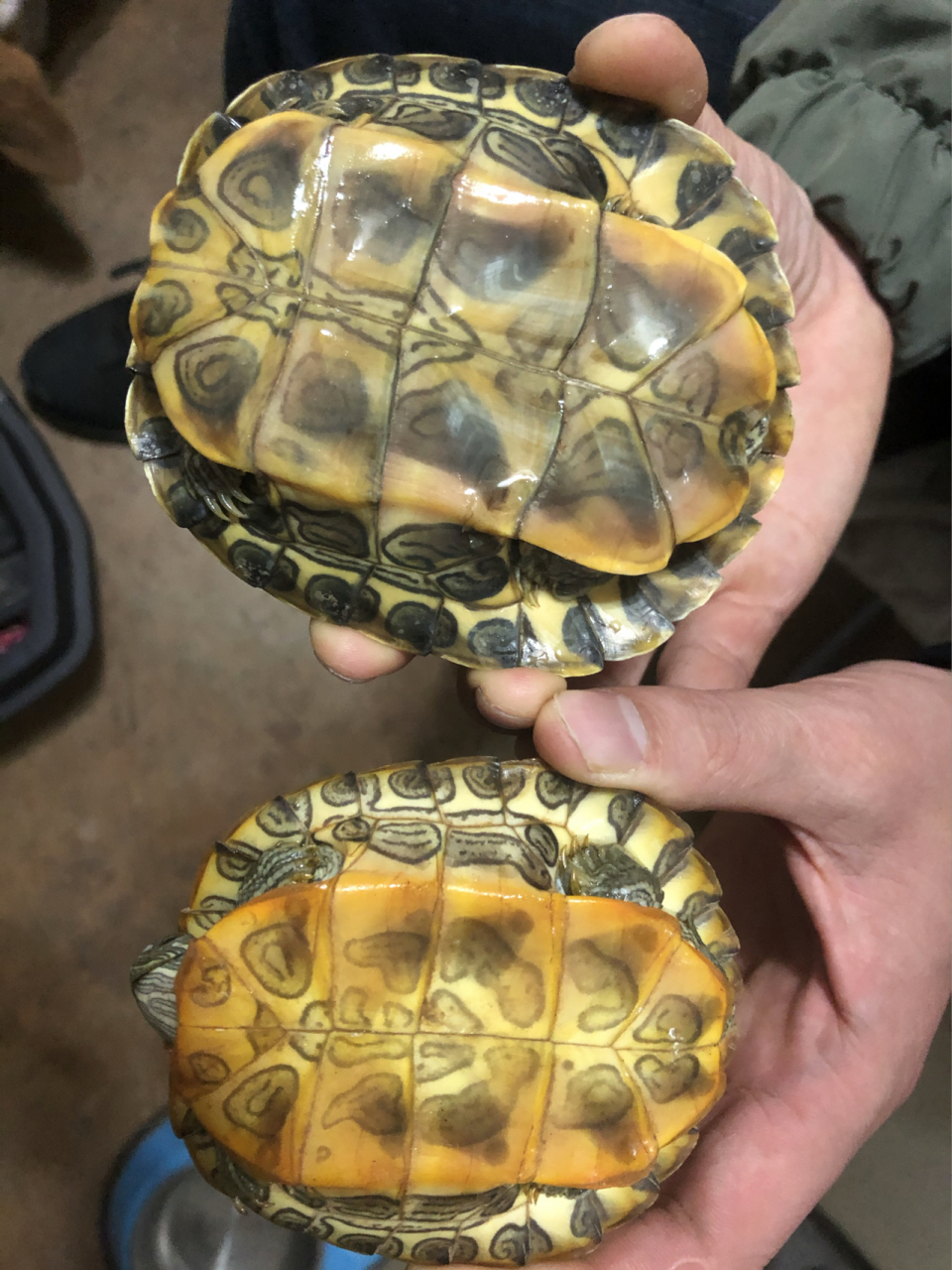 怎么辨别巴西龟的公母 小94的宝宝们,有没有人知道巴西龟怎么分公母