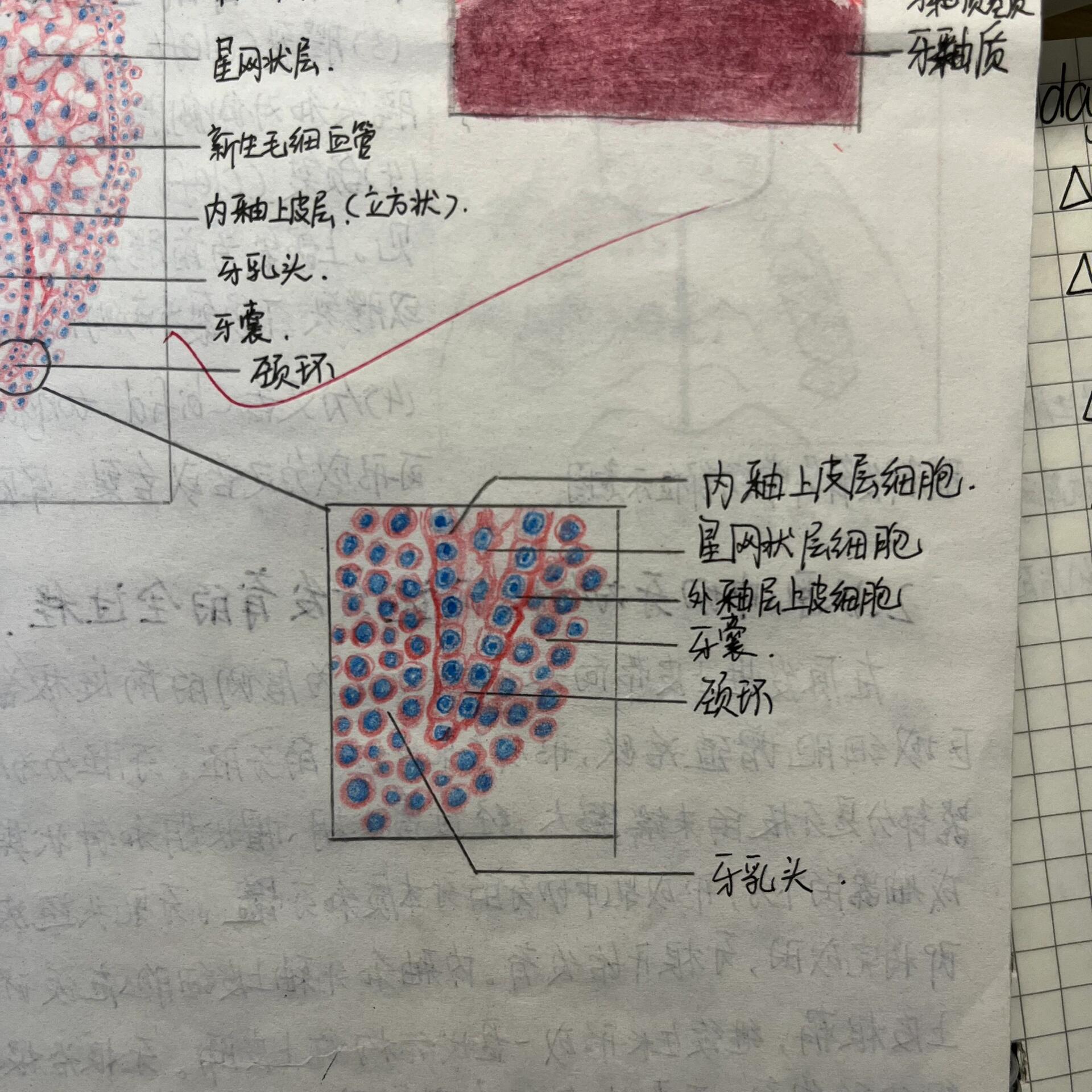 牙钟状期成釉器绘图图片