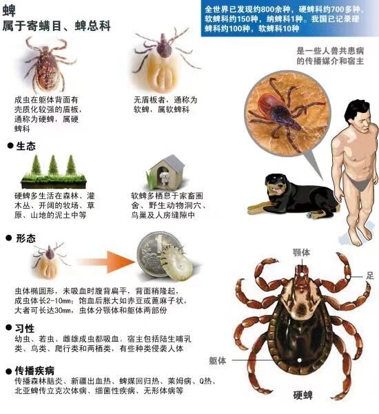 形态 硬蜱背面有盾,可以从背面观察到口