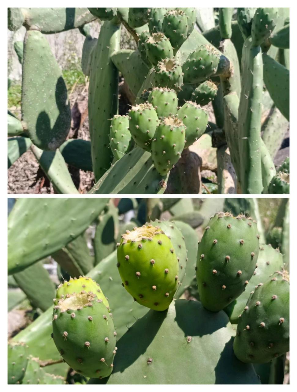 9191梨果仙人掌简介(学名:opuntia ficus-indica (linn.) mill.