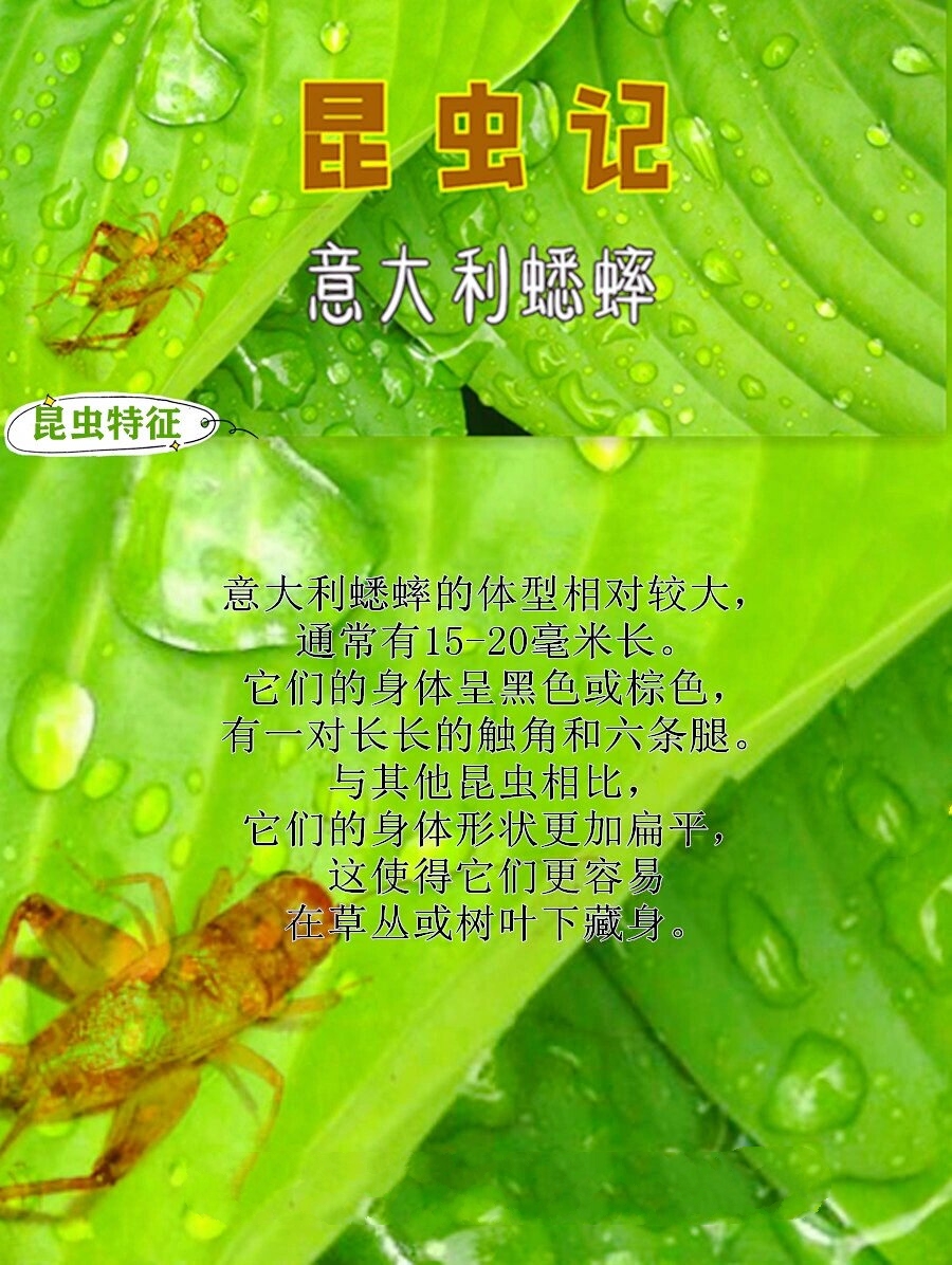 《昆虫记》读书笔记《意大利蟋蟀.@渡河的船家的动态
