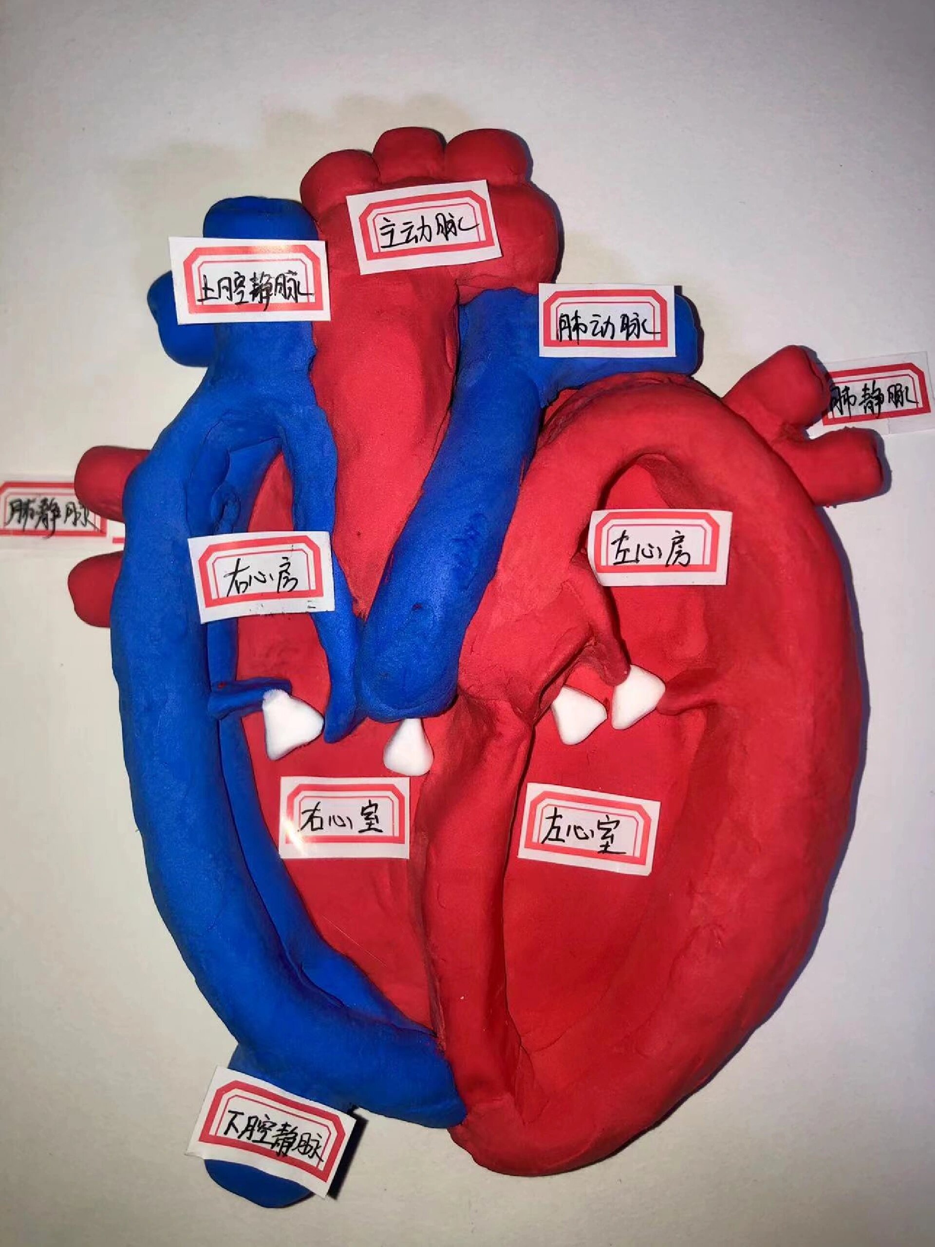 心脏模型图及解释图片
