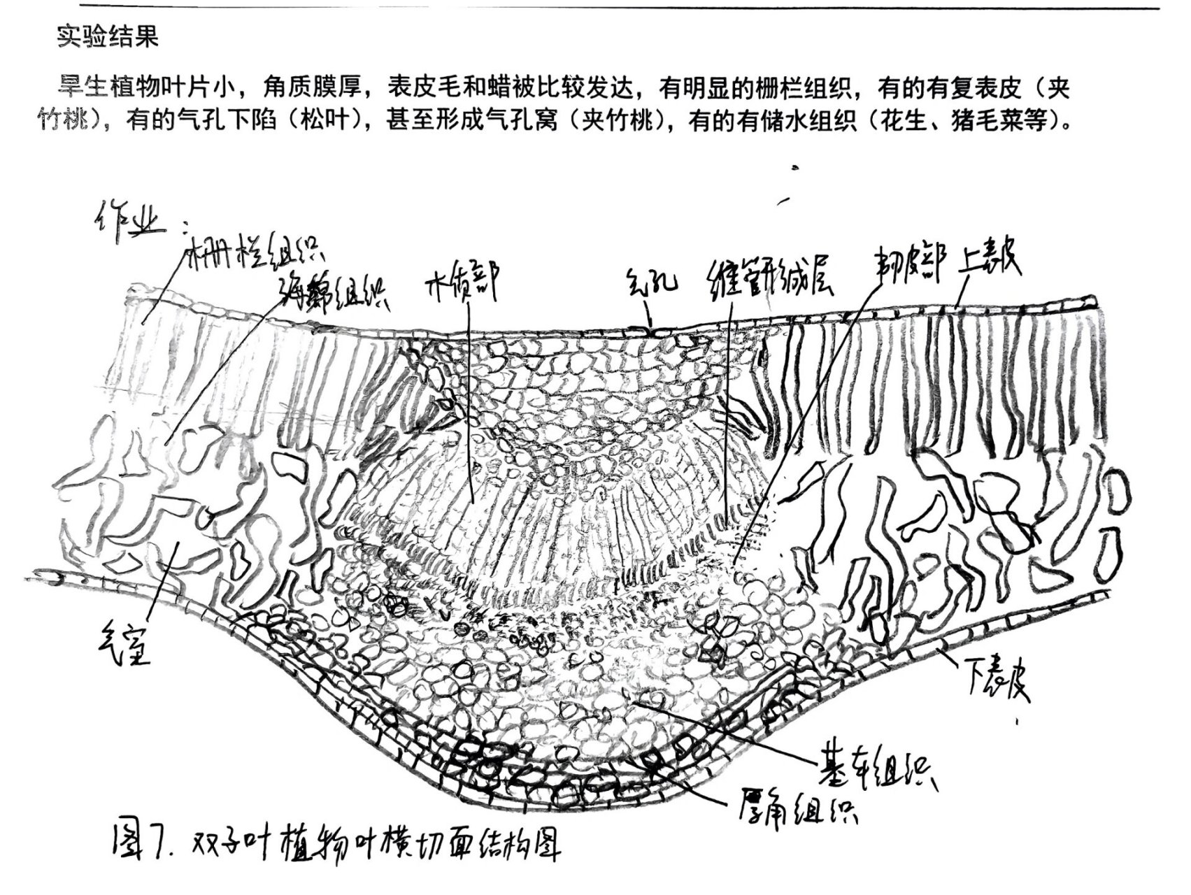 双子叶叶横切结构图 十分钟速通画图,不求高分,只求画对要点