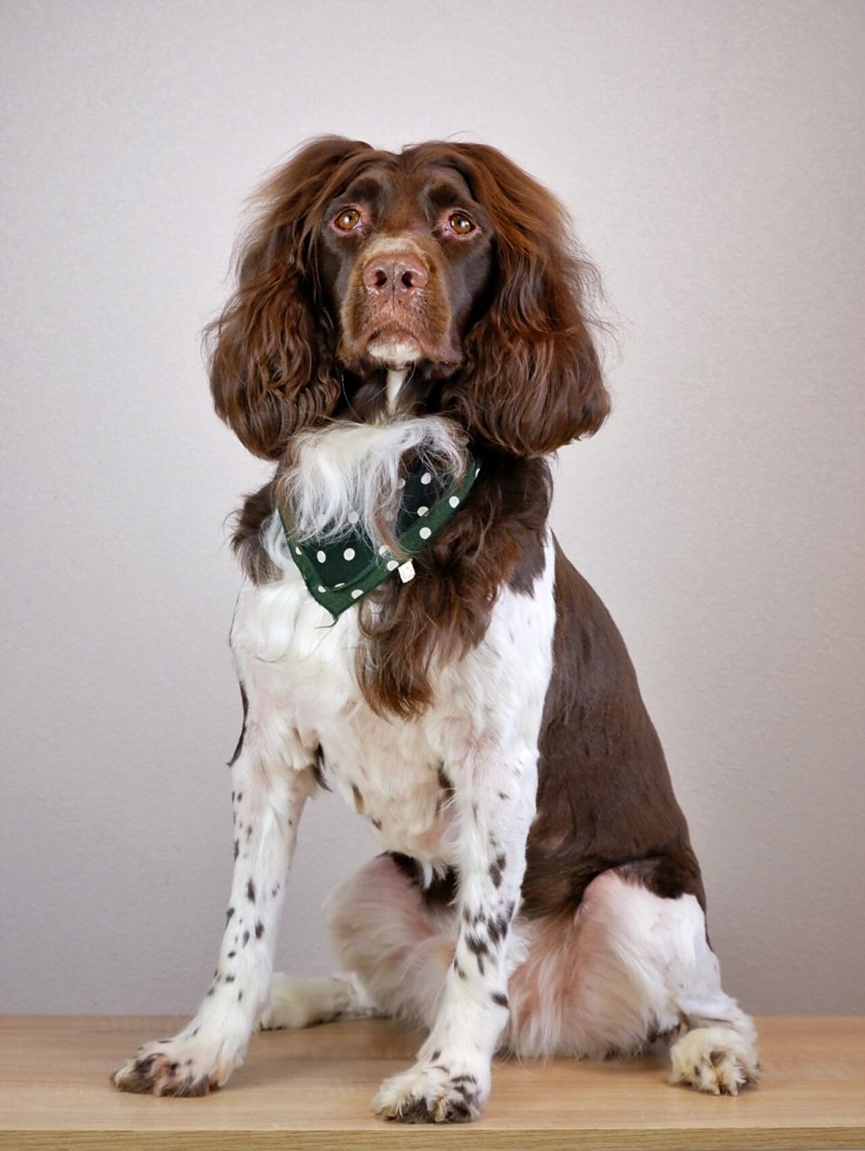 缉毒犬搜救犬-英国史宾格猎犬 大耳朵 长头发 中型犬 智商高 很友好