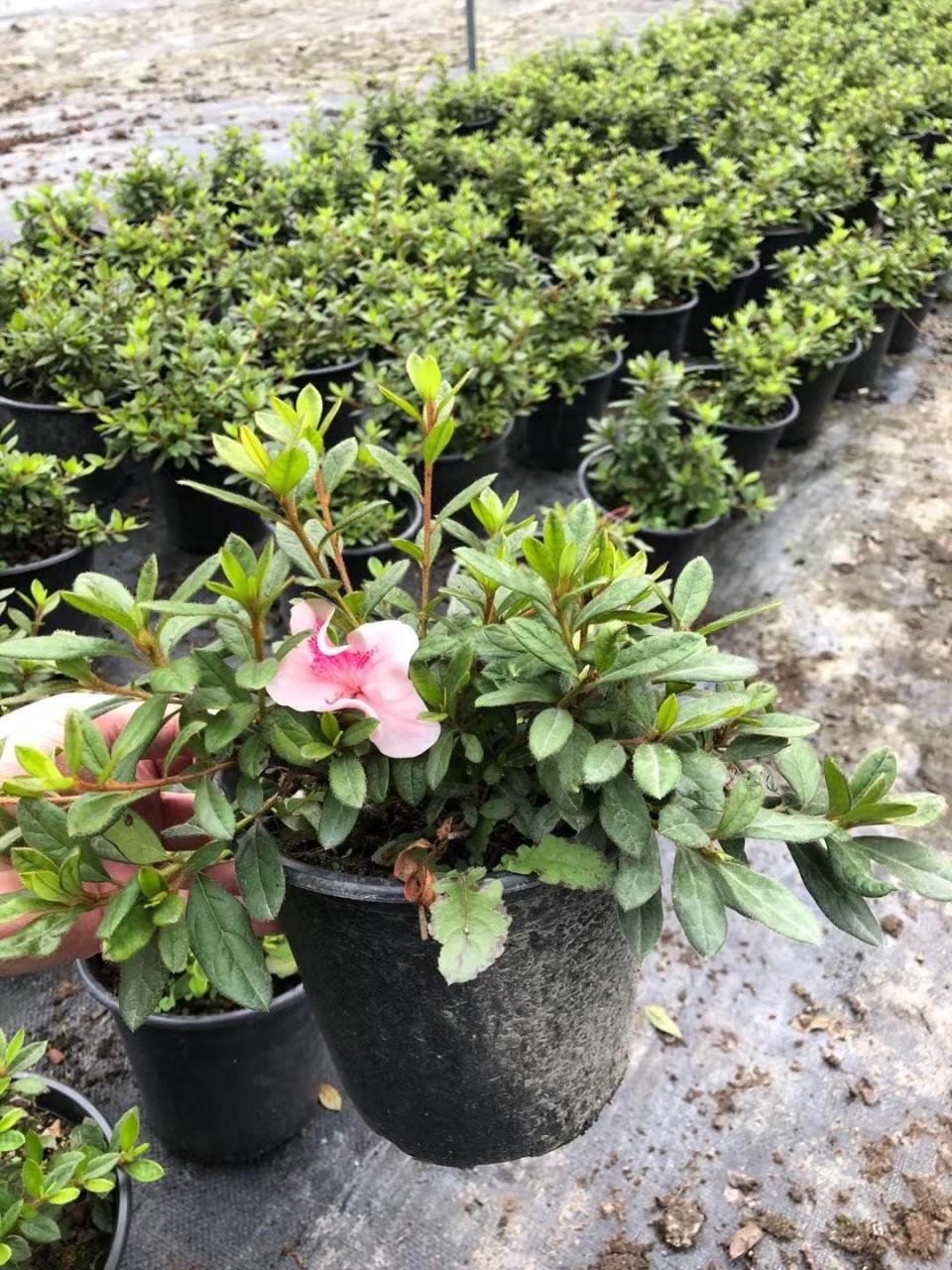 安酷杜鹃也非常适合盆栽观赏,无论是株高尺寸,还是开花习性.