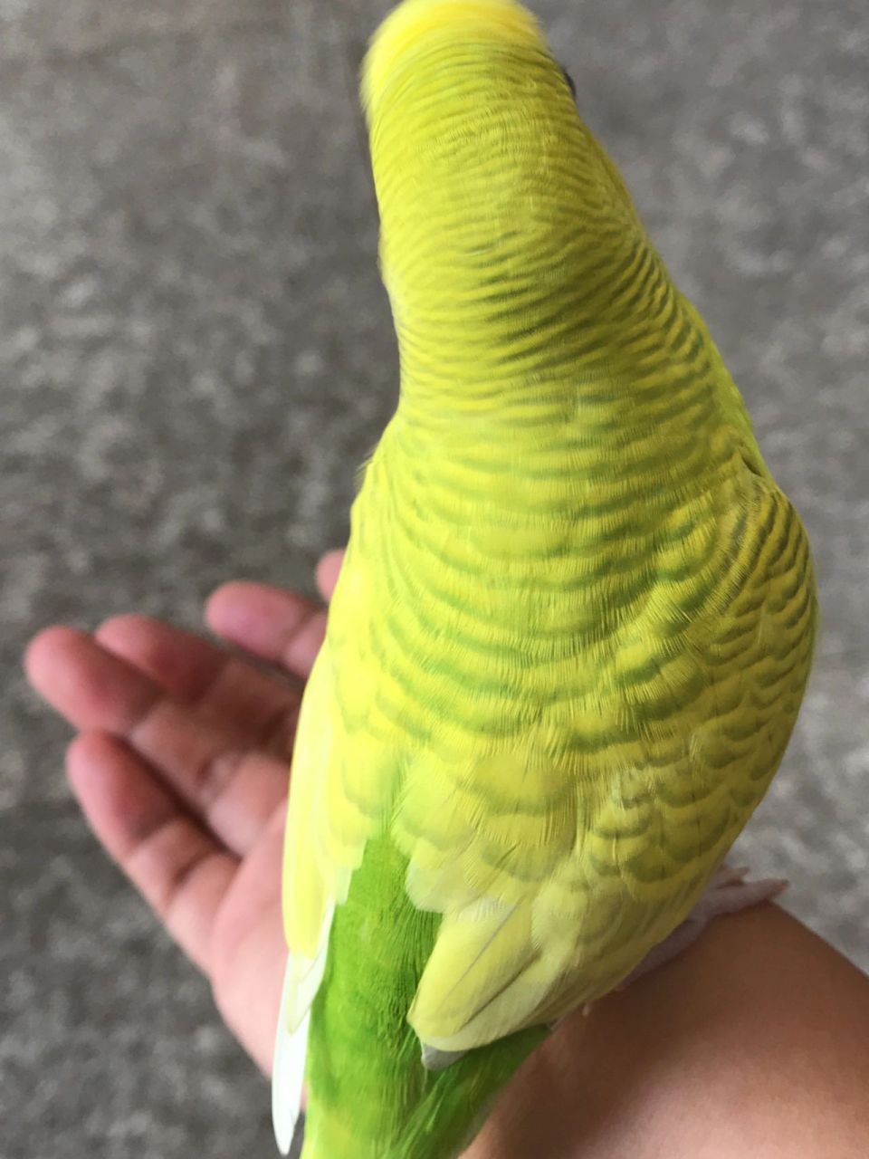 黄色虎皮鹦鹉 每天都是可可爱爱,小帅锅一枚99