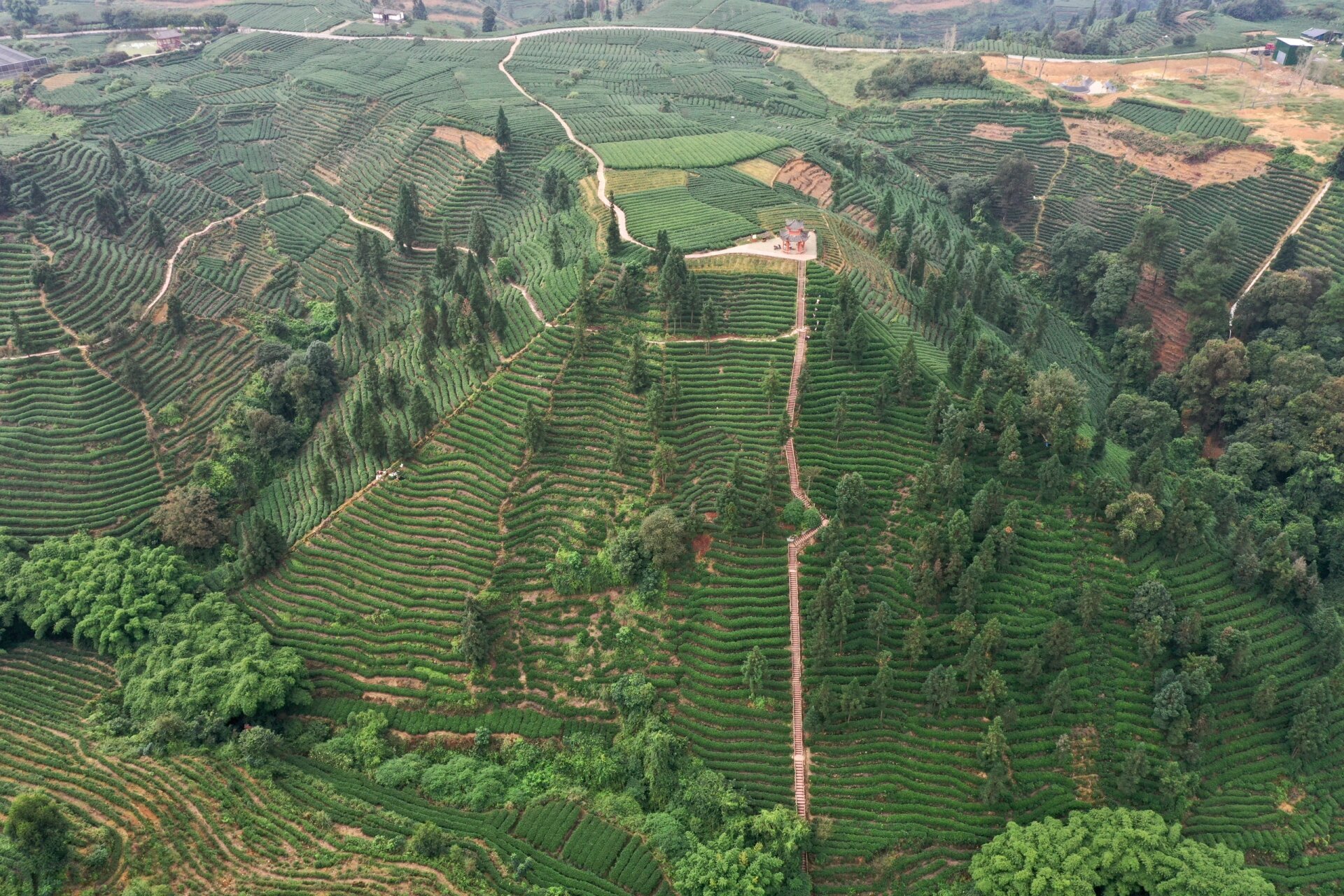 雅安牛碾坪万亩茶园图片