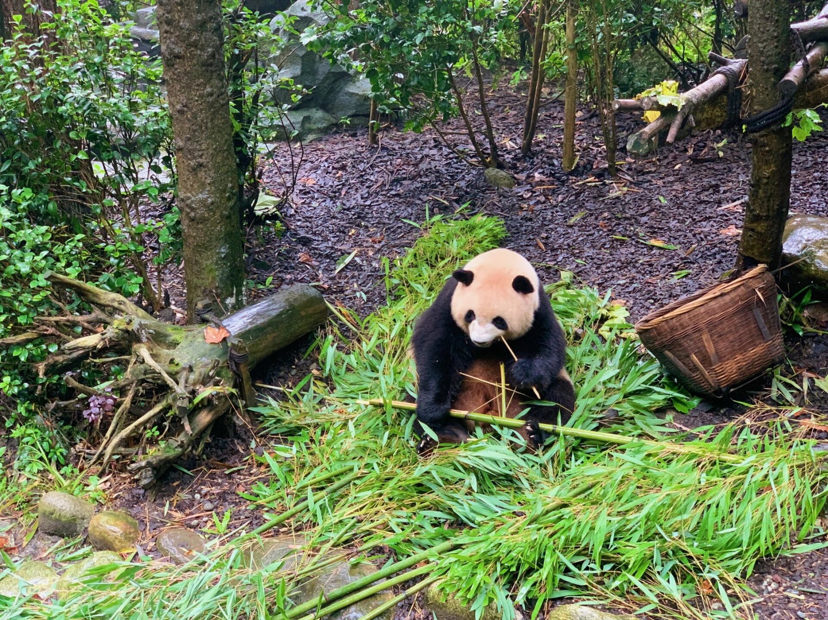 四川 都江堰 熊猫谷 熊猫谷位于都江堰玉堂镇白马村,有大熊猫和小熊猫