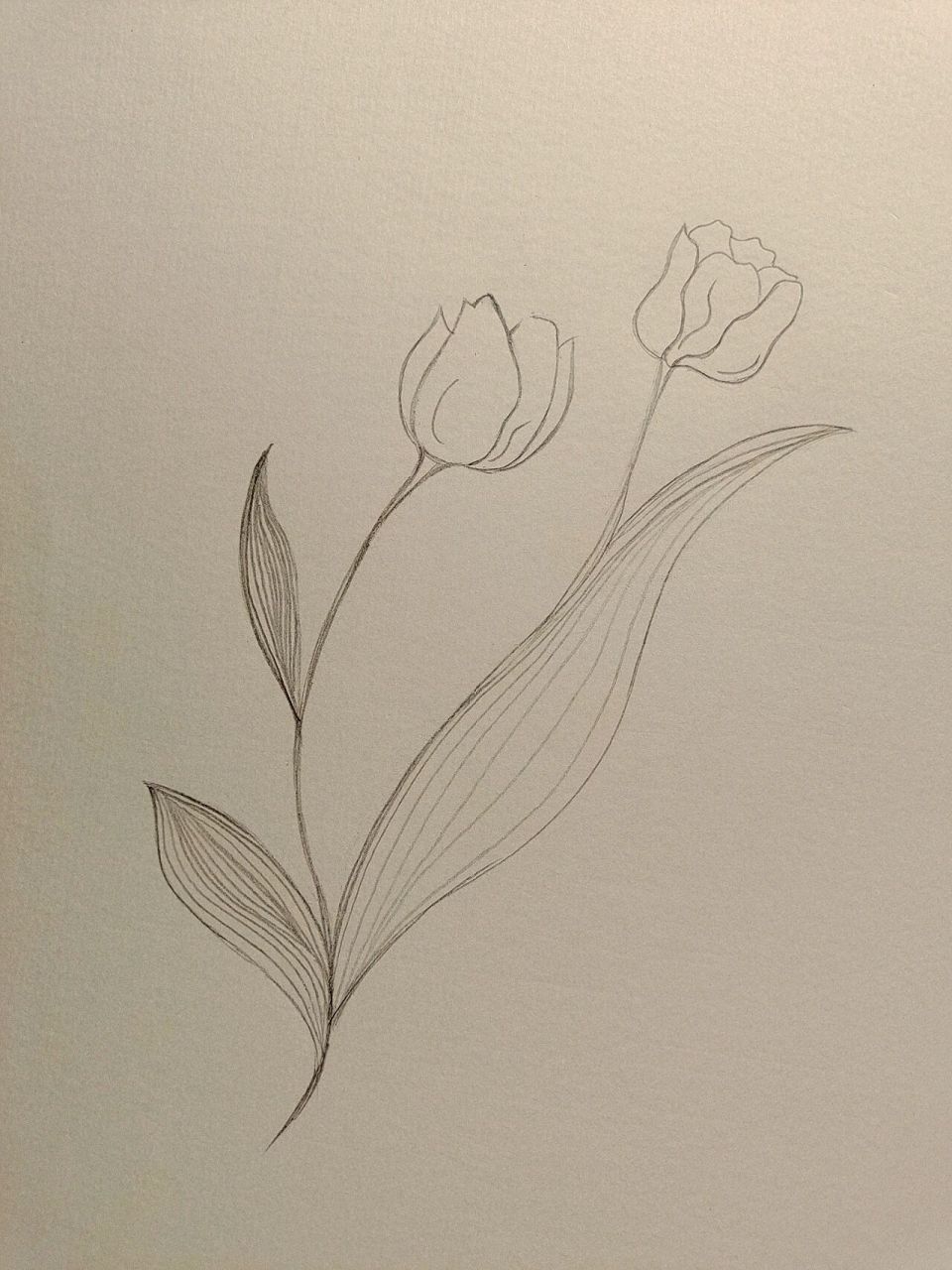 郁金香花瓣形状简笔画图片