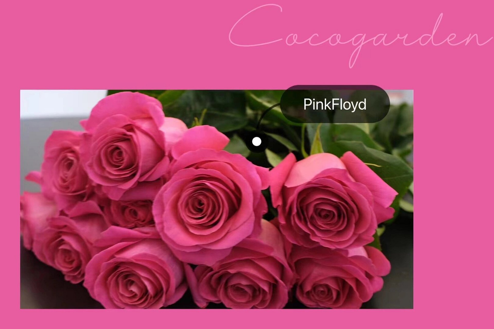 pink floyd给80年代留下了一场浩大的视听盛宴,人们用一种颜色来腥葺