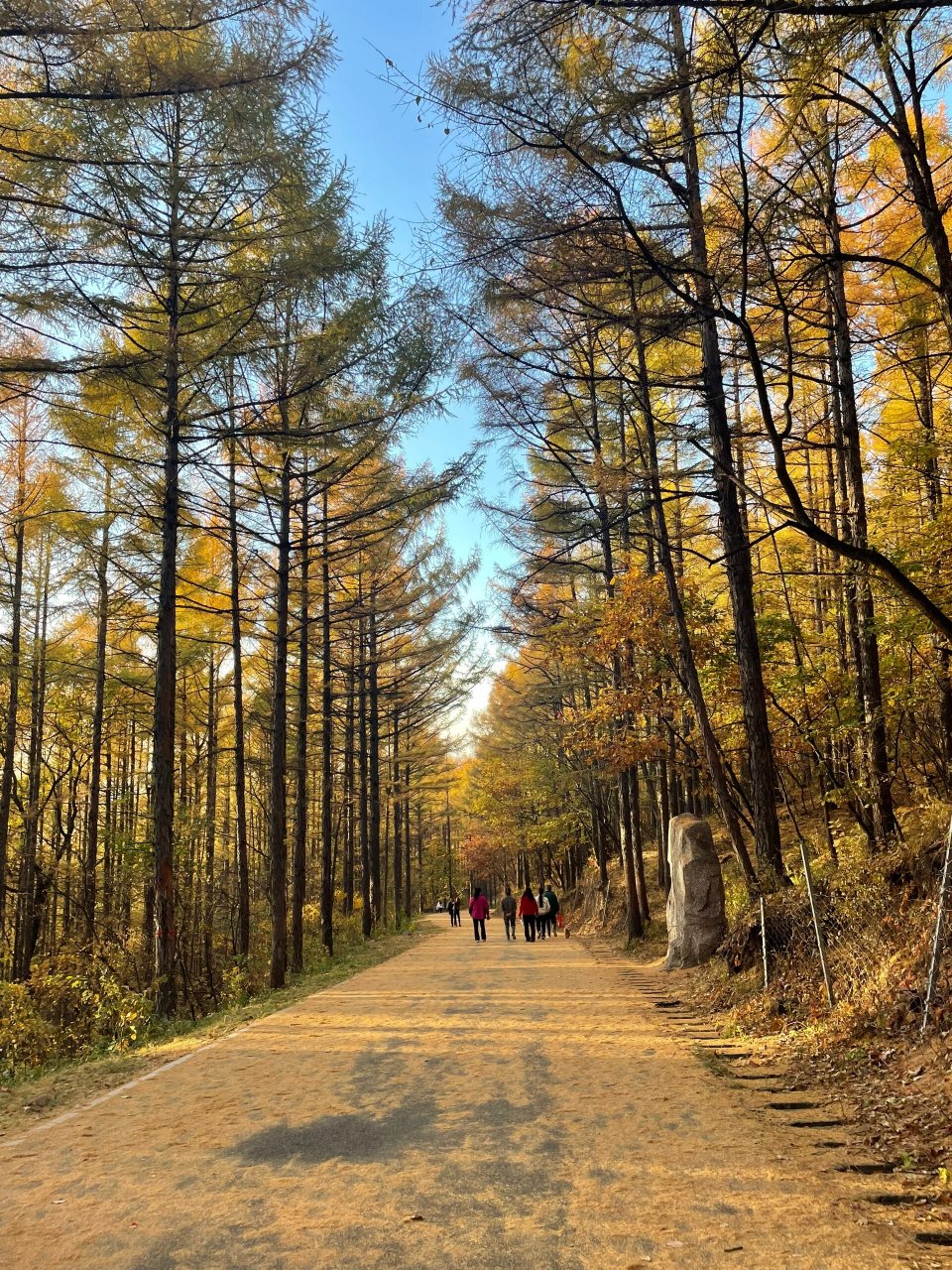 牡丹江秋景|醉美的 94牡丹峰 最近满山红叶,秋景大放异彩,呈黄色的