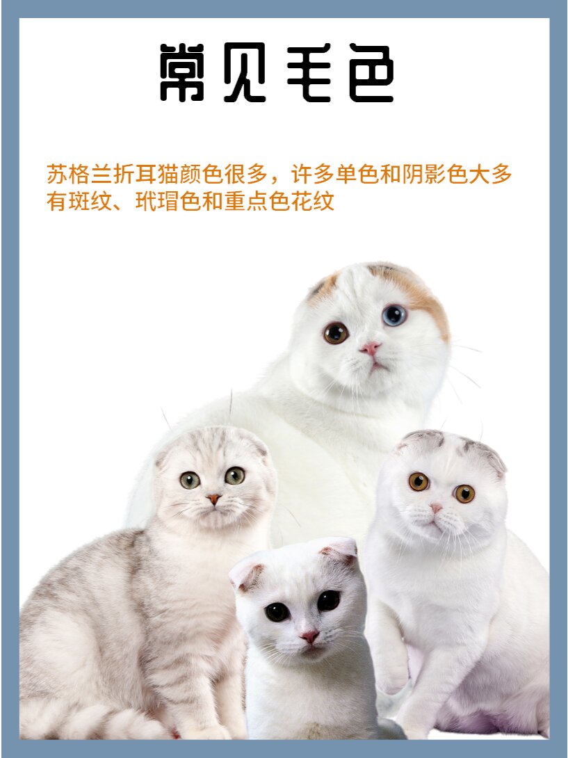 1分钟认识1只猫苏格兰折耳猫