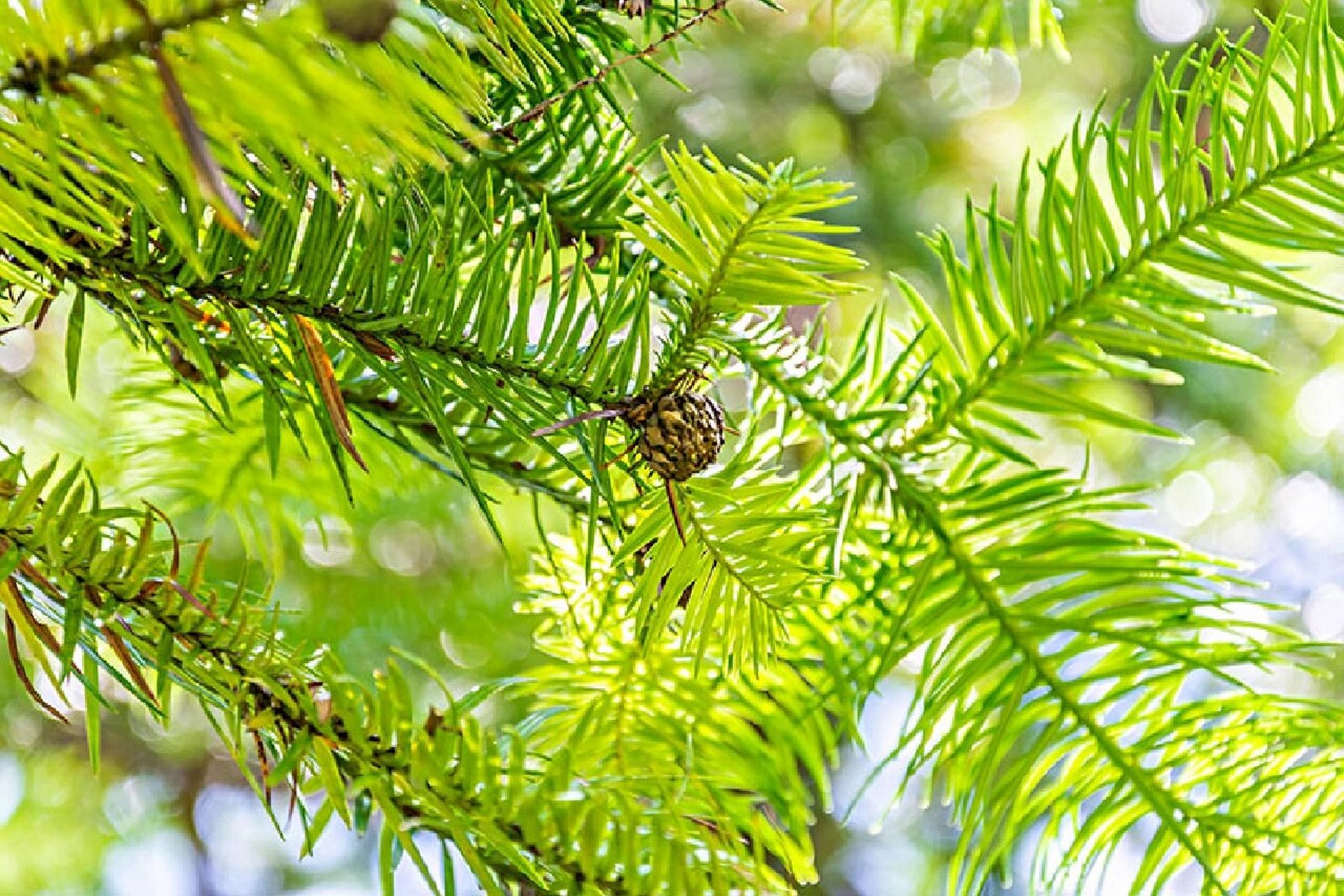 植物笔记 day17杉树 名称:杉树(松科 杉树属) 特征:乔木,高达30米