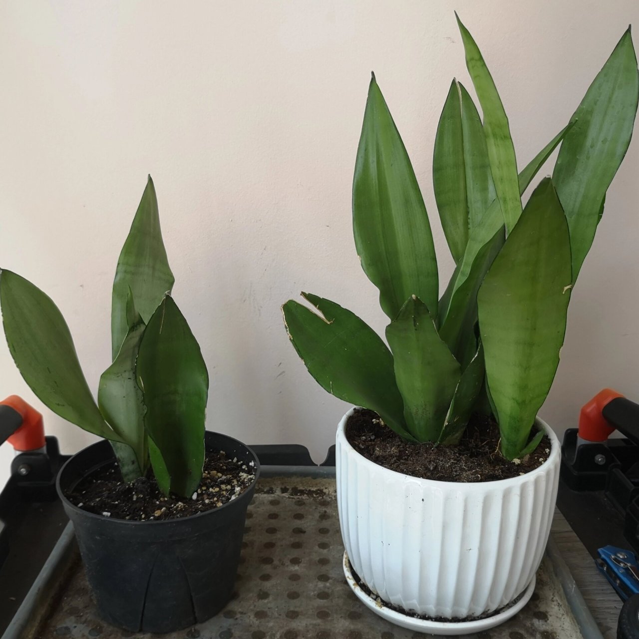 虎皮兰的种类 图一: 金边虎皮兰 sansevieria trifasciata laurentii