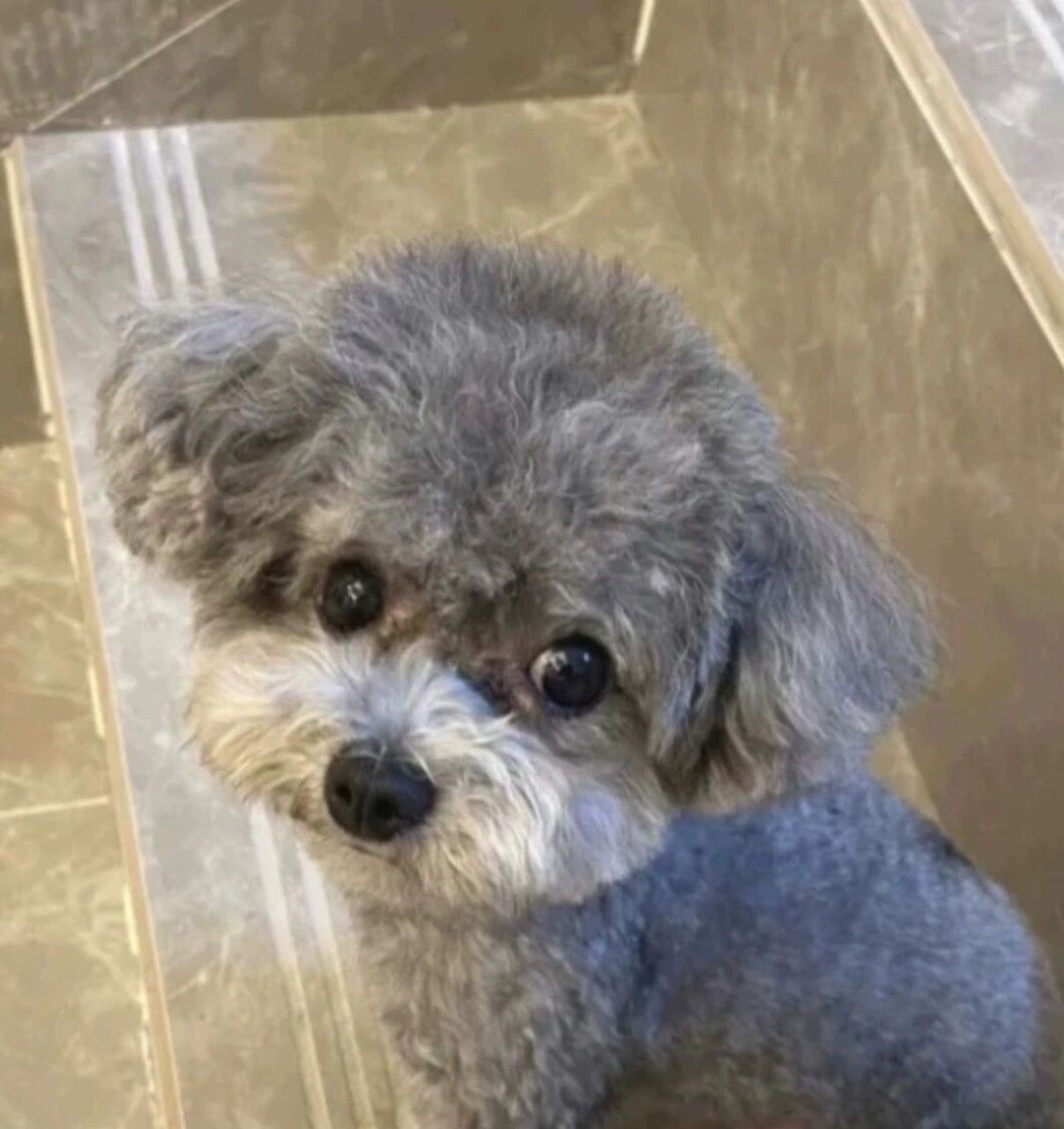 灰色泰迪幼犬一窝 280一只 找新家 灰色泰迪幼犬,小体,两个多月大