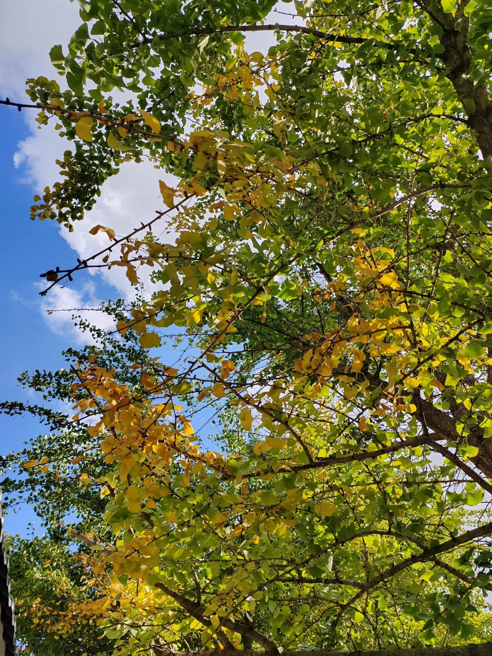 半绿半黄‖银杏:昆明文林街 秋风吹拂 银杏叶渐渐由绿变黄.