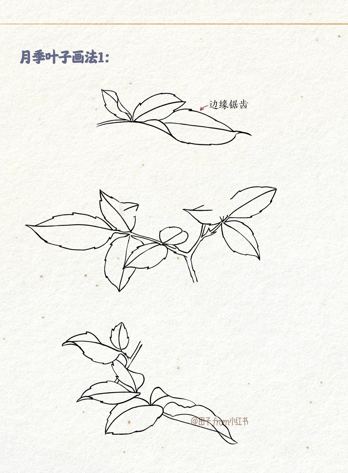 月季的画法2 | 多角度线稿 | 绘画教程 月季花的叶子画法有很多种
