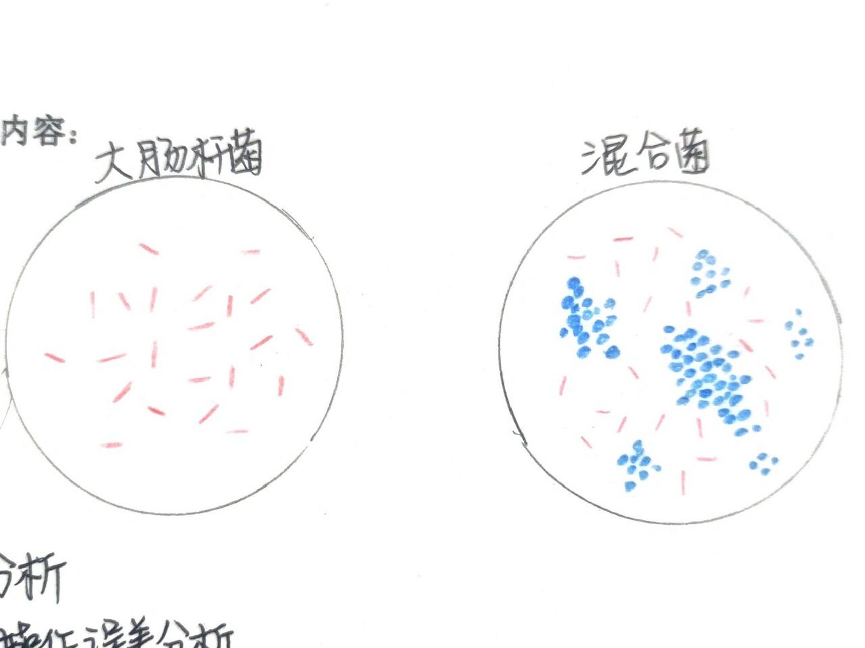 微生物实验报告 金黄色葡萄球菌 肺炎链球菌 脑膜炎奈瑟菌 淋病奈瑟菌