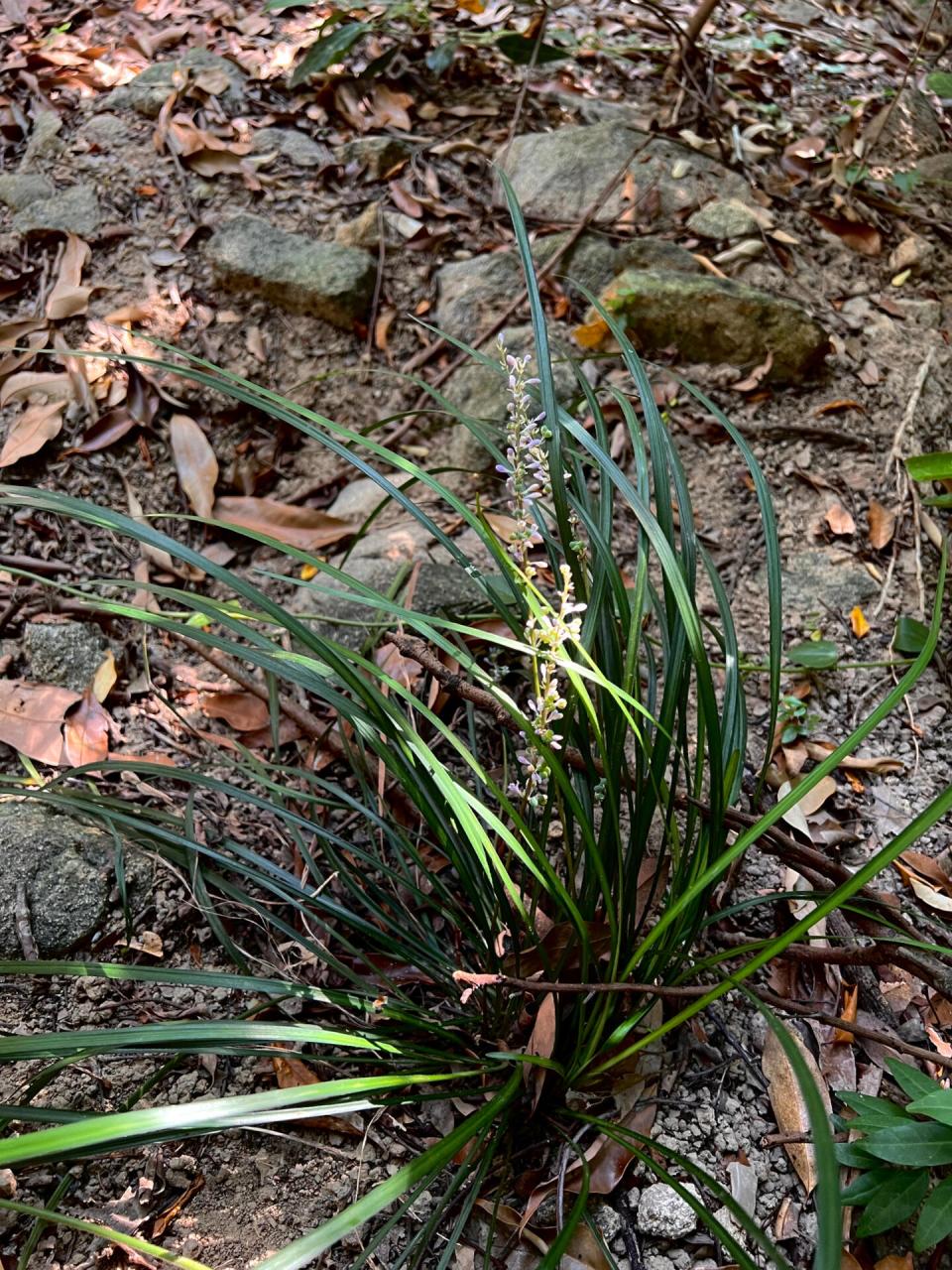 131: 麦冬(常见中药材) 麦冬(ophiopogon japonicus (linn. f.