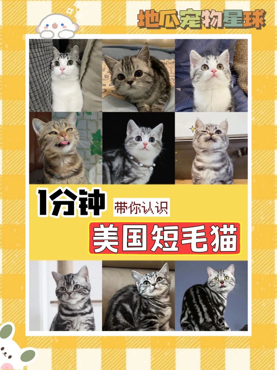 1分钟带你认识美国短毛猫 7815体型~ 体重:10-15斤 体型:中等