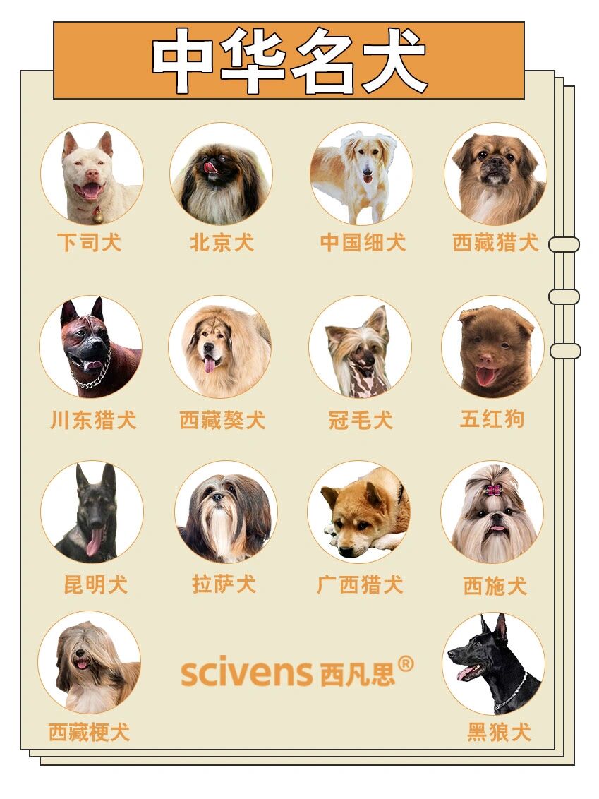 72种名犬图片