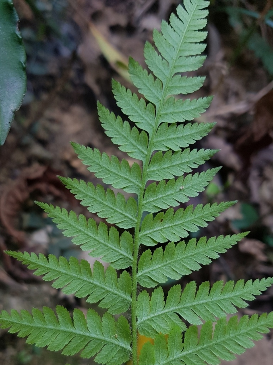 金毛狗蕨植物的寓意图片