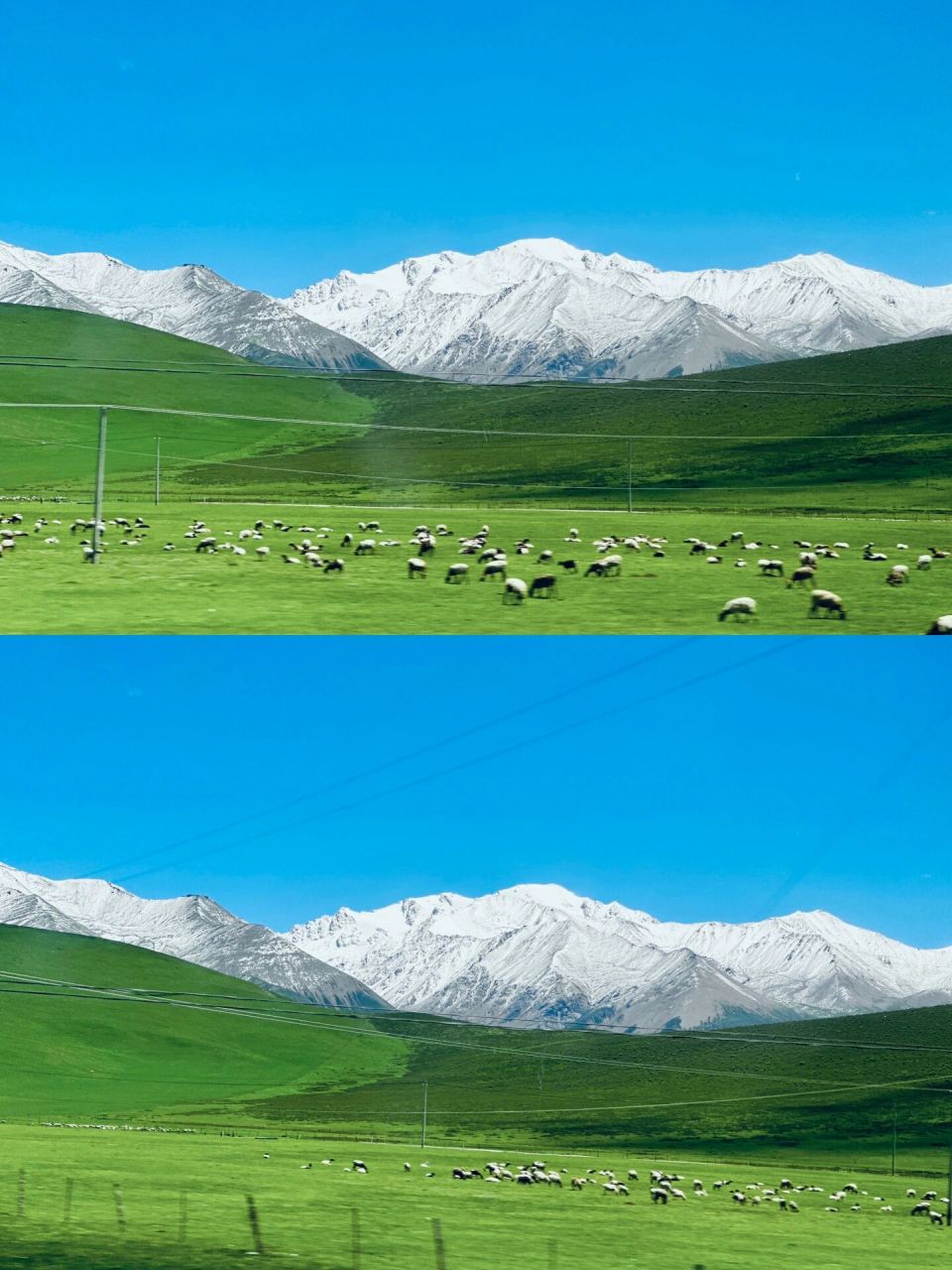 祁连山大草原 这是我最最最喜欢的地方,也是我来的目的,雪山下的一望