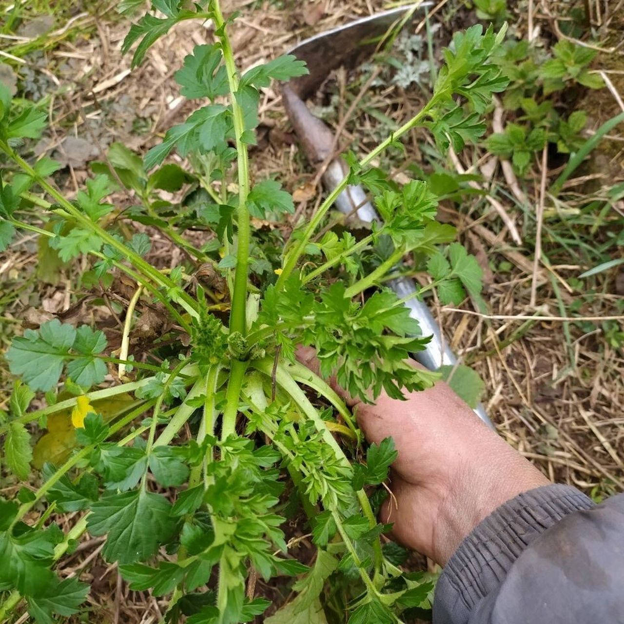 路边青的图片及药效图片