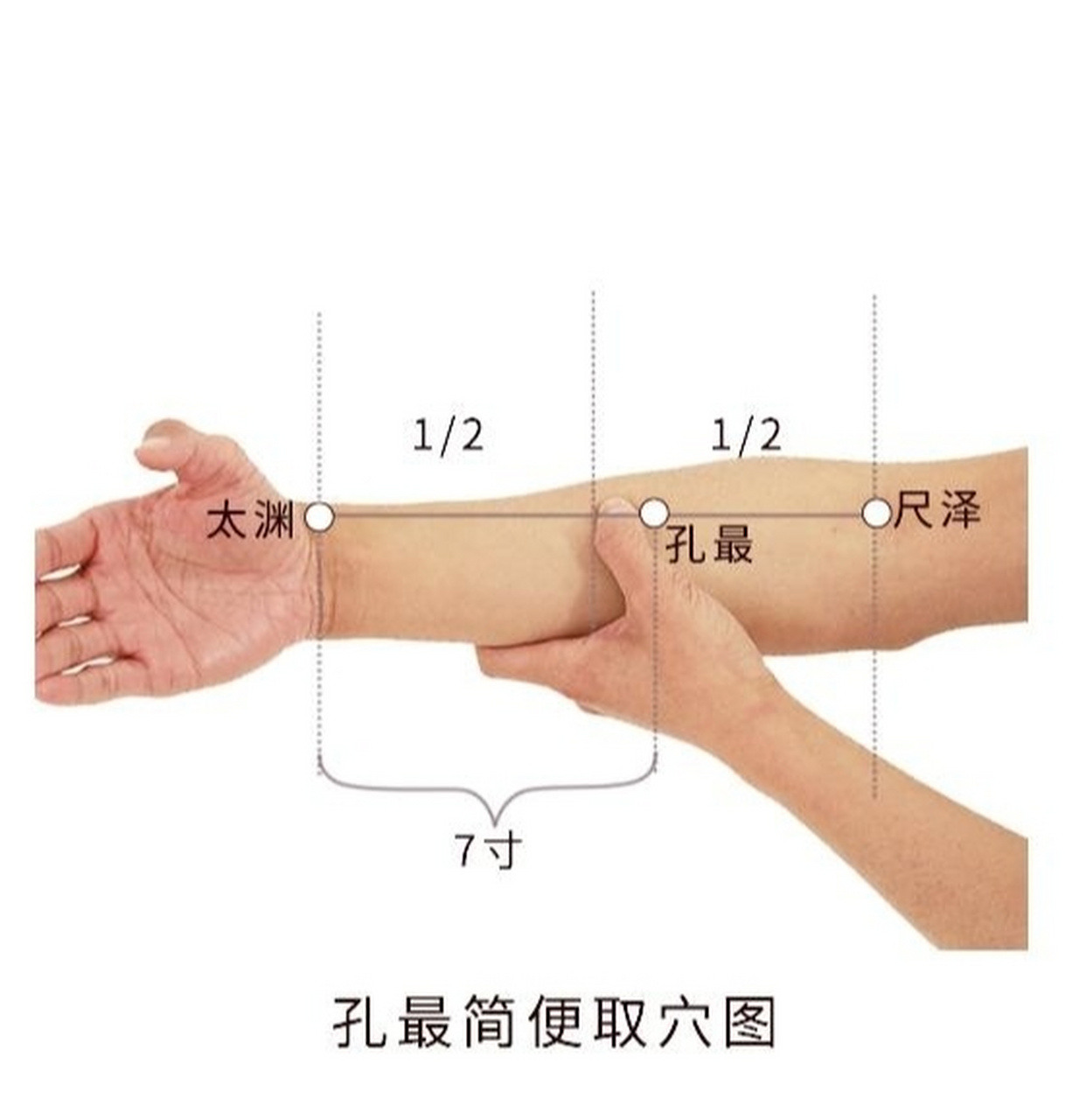 每日一穴 孔最穴 简便取穴:用大拇指从尺泽与太渊连线的中点向上量一