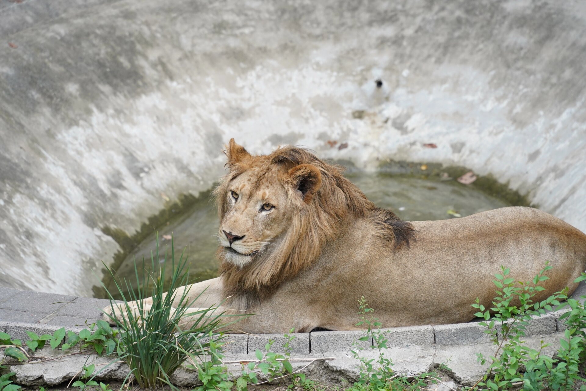 北京动物园忧郁的狮子 今日北动,这只狮子安静的看着天空,好像在想,我