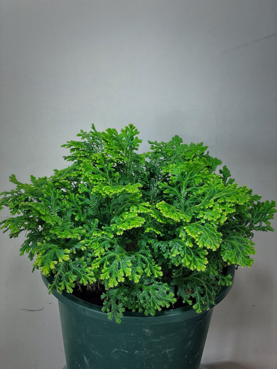 查无此物的植物:银边卷柏 银边卷柏:多年生蕨类植物,适宜于点缀假山