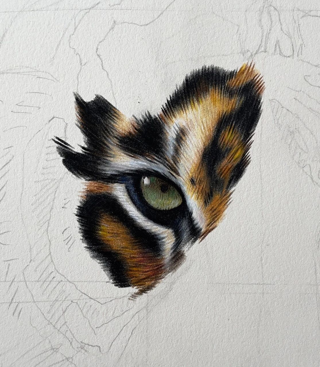 彩铅画-老虎 使用工具:三福霹雳马彩铅150色,三菱彩铅36色,获多福细纹