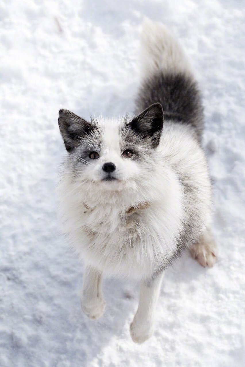 长得像猫的白金狐狸,果然狐狸是猫