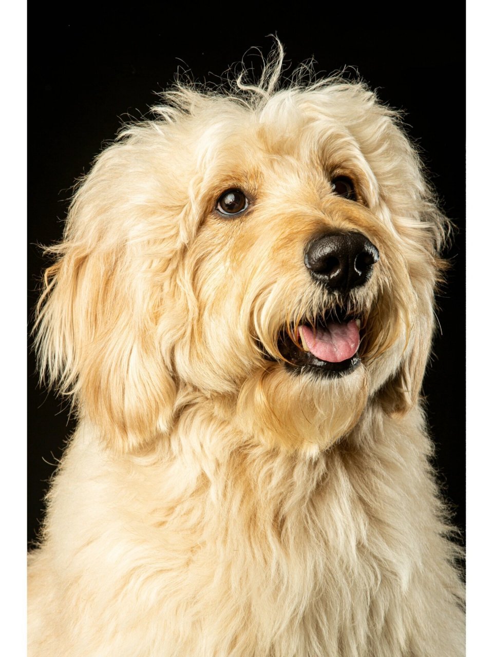 金德利犬goldendoodle 金德利犬是巨型贵宾与金毛的混血犬 这狗养了真